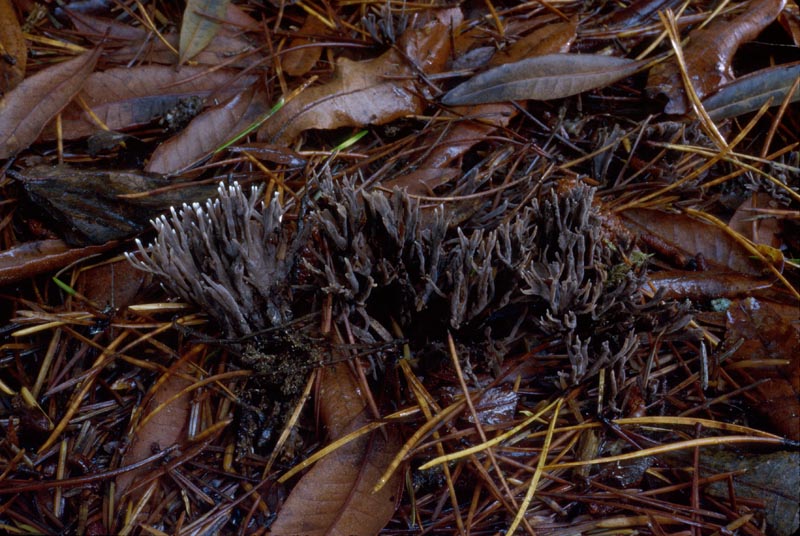 Thelephora palmata